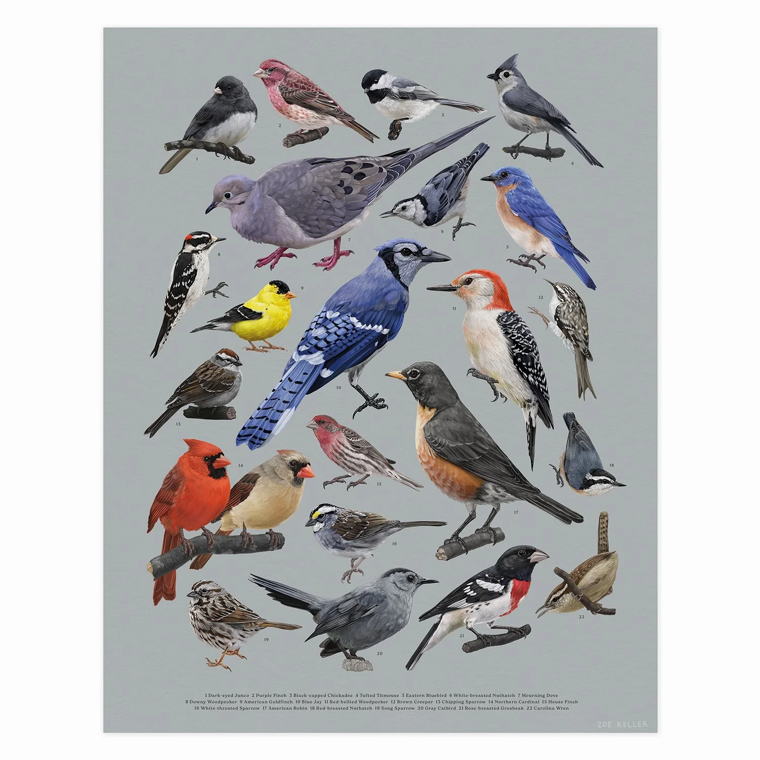 Backyard Birds of the Northeast — Zoe Keller